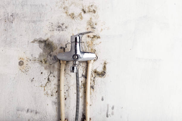 Professional Mold Removal in Layton, UT