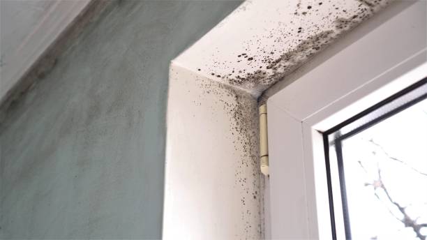 Best Mold Remediation  in Layton, UT