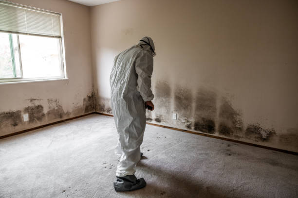 Best Mold Testing  in Layton, UT