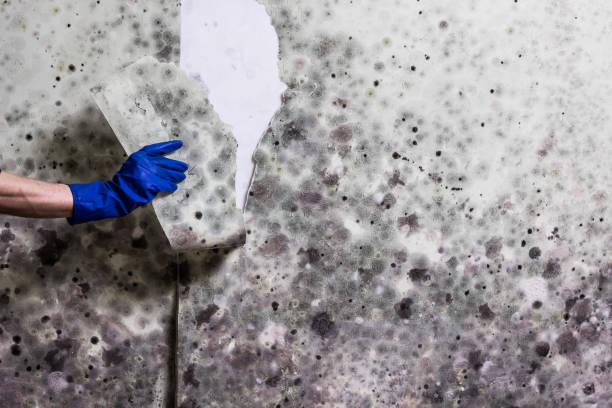Best Mold Removal Company Near Me  in Layton, UT