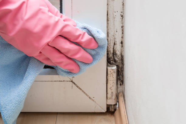 Best Office Mold Removal Services  in Layton, UT